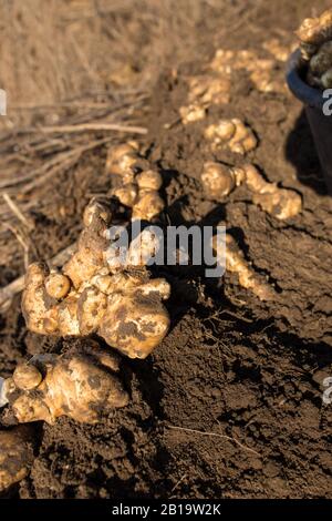 Jerusalem artichoke in vivo. Digging up Jerusalem artichokes. Stock Photo