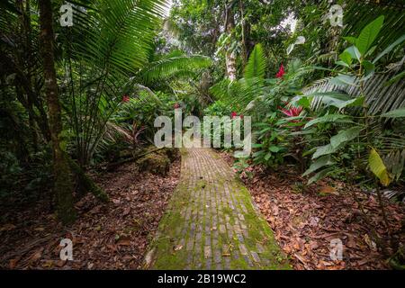 Amazon. Tropical Rainforest. Jungle Landscape. Amazon Yasuni National Park, Ecuador. South America. Stock Photo