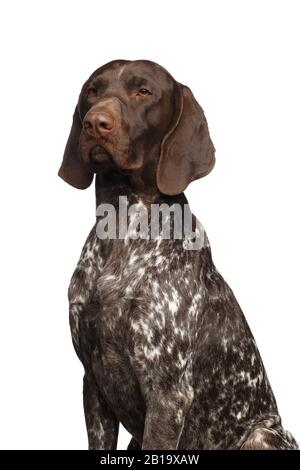 German short-haired pointer the hunting dog - on white background Stock Photo