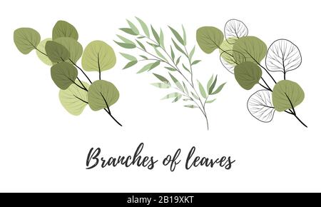 Set of Isolated branch of a tropical plant and willow on a white background. Vector flat objects Stock Vector