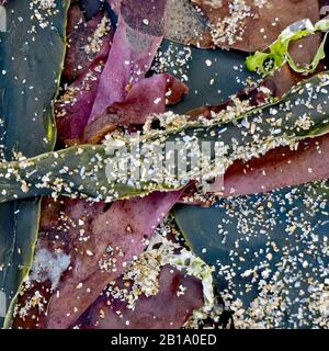 Abstract image of washed up seaweed and other detritus in a wide variety of colours on Penbryn beach Cardigan Bay Wales UK Stock Photo