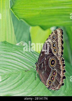 'Caligo illioneus' ( Owl Butterfly ) resting on a leaves in the butterfly house at Blenheim Palace. Stock Photo