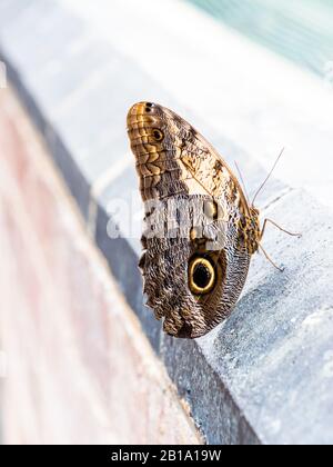 'Caligo illioneus' ( Owl Butterfly ) resting on a wall in the butterfly house at Blenheim Palace. Stock Photo