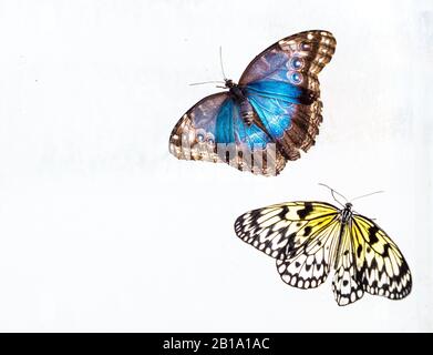 'Blue Morpho' and a 'Tree Nymph' butterflies in the butterfly house at Blenheim Palace. Stock Photo