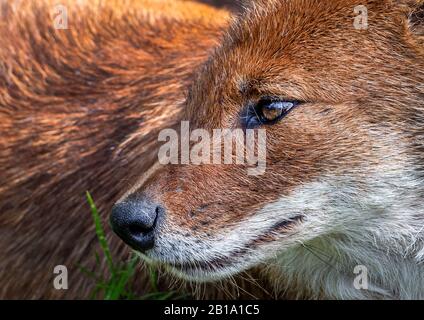 Asiatic wild dog (dhole), profile, closeup