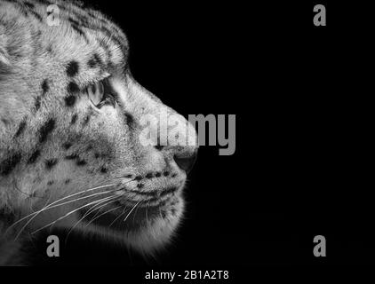 Young female snow leopard (profile), black and white