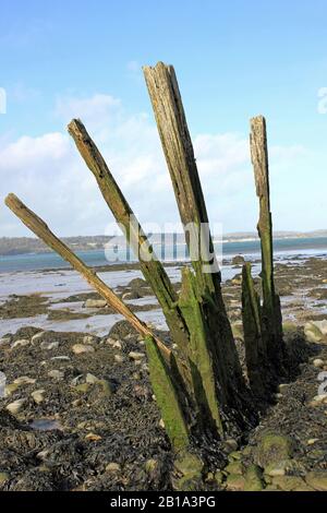 Remains of a Wooden Groyne beside Menai Strait, The Spinnies Aberogwen Nature Reserve, North Wales Stock Photo