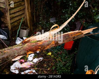 Storm damaged tree damaged by storm Dennis Stock Photo