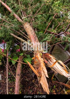 Storm damaged tree damaged by storm Dennis Stock Photo