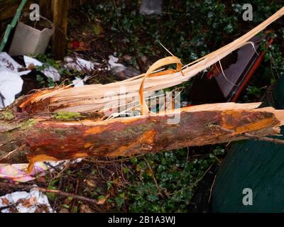 Storm damaged tree damaged by storm Dennis Stock Photo