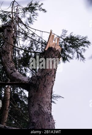 Storm damaged tree damaged by storm Dennis Stock Photo