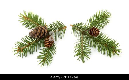 Two fresh fir branches with cones isolated on white Stock Photo