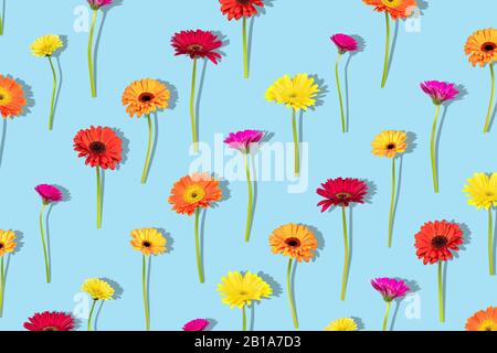 Floral arranged composition with different colors gerbera flowers with shadow on blue background. Flat lay pattern, top view. Stock Photo