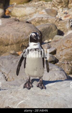 African penguin, Cape penguin, South African penguin, Brillenpinguin ...