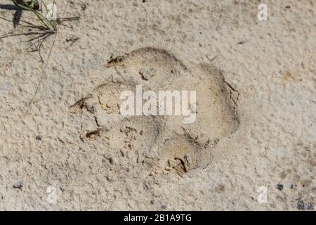 Foot print of a Bear (?) in Virginia Stock Photo