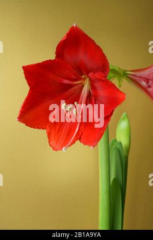Amaryllis pot plant red lion in flower with a gold background. Stock Photo