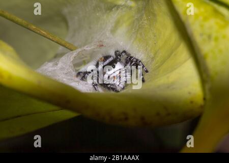 Jumping Spider inside pitcher of Sarracenia flava (yellow pitcher plant) in North Carolina Stock Photo