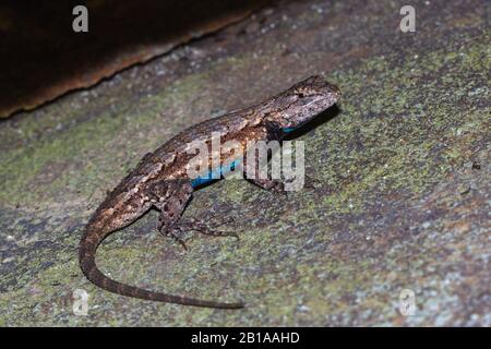 Lizard at Little River Canyon, Alabama, USA Stock Photo