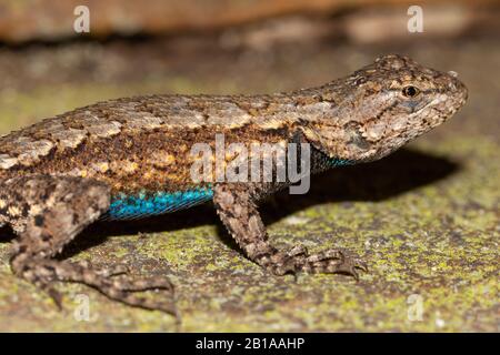 Lizard at Little River Canyon, Alabama, USA Stock Photo
