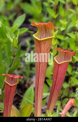 Sarracenia alabamensis in Alabama Stock Photo