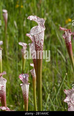 Sarracenia leucophylla at Splinter Hill Bog, Alabama Stock Photo