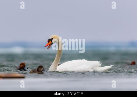 Mute Swan, Cygnus olor, and Redheads, Aythya americana, wintering in Lake St. Clair, part of the Great Lakes system between Lake Huron and Lake Erie, Stock Photo