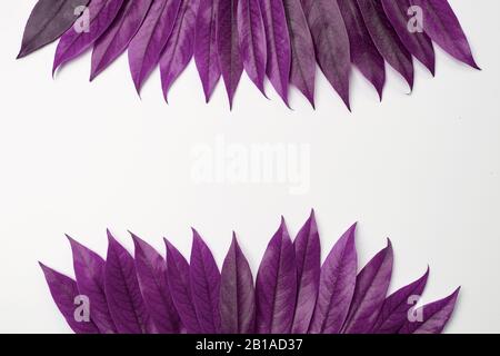 Ultraviolet foliage flat lay decoration with copy space on white background. Beautiful leaves floral arrangement. Leaves frame,  purple coloured, top Stock Photo