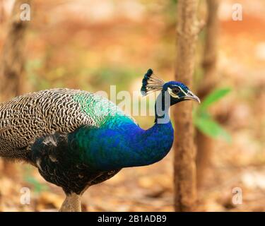 Portrait of Indian Peafowl peacock and blurred background in a forest. Kerala India. Stock Photo
