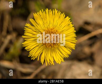 yellow coltsfoot flower from the top on the ground Stock Photo