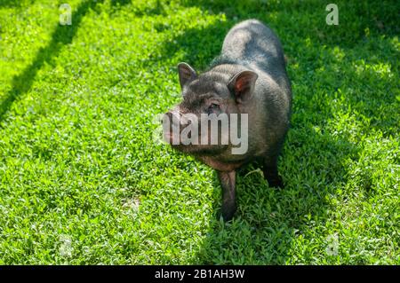 Cute vietnamese pig on a green pasture. Domestic animal at the farm Stock Photo