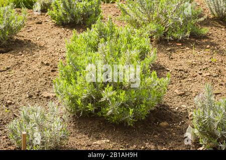 A newly planted lavender garden showing old and new growth  and weed-free ground Stock Photo