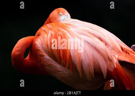 Single American Flamingo resting his head on his plumage Stock Photo