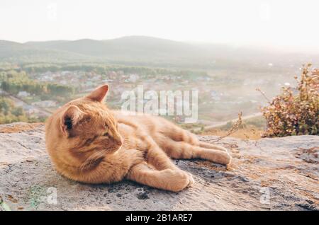 Peaceful Red Tabby Cat Male Kitten Curled Up Sleeping In His Bed On Laminate Floor. Stock Photo