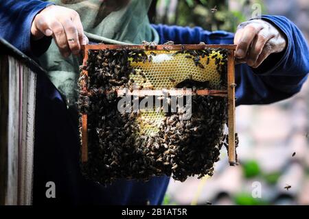 A Man harvests honey bee in breeding Maribaya, Lembang, Bandung Regency, West Java, Indonesia, February 22, 2020. (Photo by Agvi Firdaus/INA Photo Agency/Sipa USA) Stock Photo