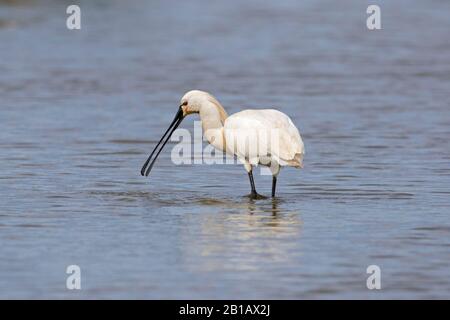 Eurasian spoonbill / common spoonbill (Platalea leucorodia) in breeding plumage foraging in shallow water in spring Stock Photo