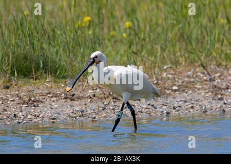 Colour ringed Eurasian spoonbill / common spoonbill (Platalea leucorodia) in breeding plumage foraging in shallow water in spring Stock Photo