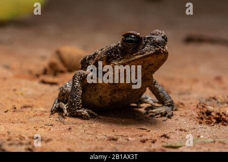 Cane toad, Bufo marinus, Amazon Rainforest, Ecuado, Costa Rica, Central ...