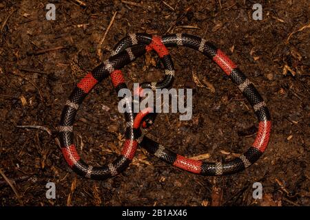 South American Coralsnake (Micrurus lemniscatus) from the Peruvian Amazon. Stock Photo