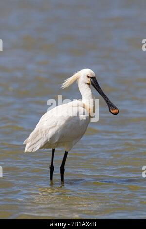 Eurasian spoonbill / common spoonbill (Platalea leucorodia) in breeding plumage foraging in shallow water in spring Stock Photo