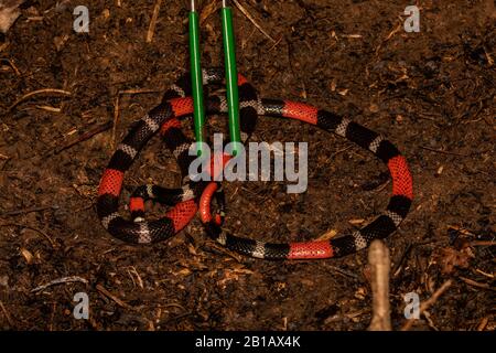 South American Coralsnake (Micrurus lemniscatus) from the Peruvian Amazon. Stock Photo