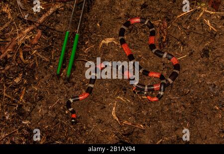 South American Coralsnake (Micrurus lemniscatus) from the Peruvian Amazon. Stock Photo