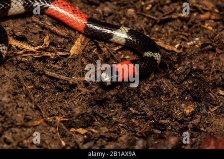 South American Coralsnake (Micrurus lemniscatus) from the Peruvian Amazon. Stock Photo