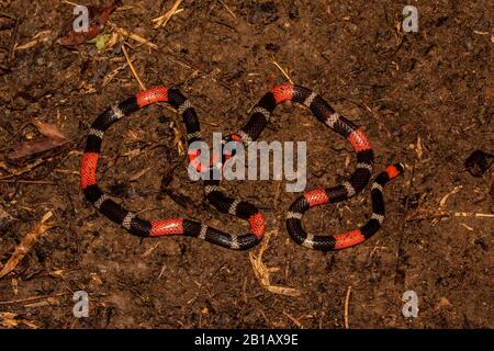 South American Coralsnake (Micrurus lemniscatus) from the Peruvian Amazon. Stock Photo