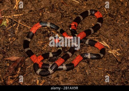 South American Coralsnake (Micrurus lemniscatus) from the Peruvian Amazon. Stock Photo