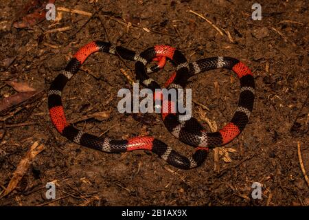 South American Coralsnake (Micrurus lemniscatus) from the Peruvian Amazon. Stock Photo