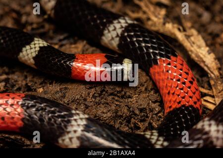 South American Coralsnake (Micrurus lemniscatus) from the Peruvian Amazon. Stock Photo