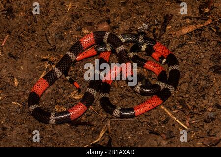 South American Coralsnake (Micrurus lemniscatus) from the Peruvian Amazon. Stock Photo