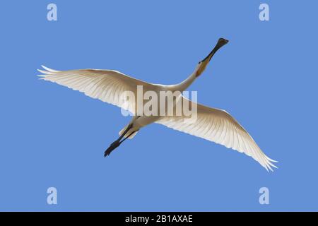 Eurasian spoonbill / common spoonbill (Platalea leucorodia) in breeding plumage flying against blue sky Stock Photo