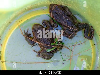 Schwerin, Germany. 21st Feb, 2020. Two earth toads sit at the toad fence at the Babenkoppel in a transport bucket made of yellow plastic. With night temperatures of over five degrees and rain, many newts, frogs and toads begin their migrations from their winter hiding place to the spawning grounds. To protect the animals, environmentalists put up toad fences along busy roads in spring, collect the amphibians there and bring them in buckets over the roadway. Credit: Jens Büttner/dpa-Zentralbild/ZB/dpa/Alamy Live News