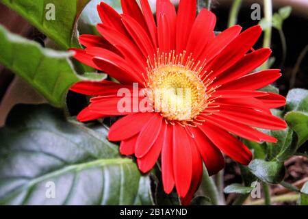A bright red Gerbera Daisy is viewed from close up. Stock Photo